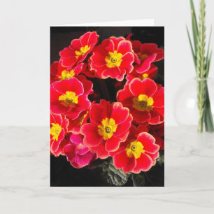 Primula in springtime holiday card