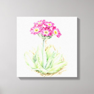 Primula pink canvas fine art wrap print