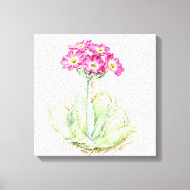 Primula pink canvas fine art wrap print (Front)