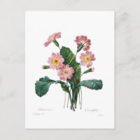 Primula