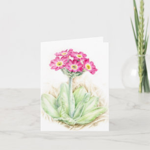 Primula primrose pink Botanical art card