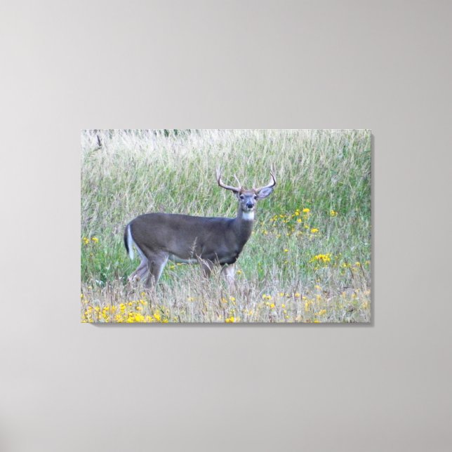 Prince of the Meadow (Deer) Canvas Print (Front)