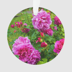 Princess Anne Rose #2-2 Ornament