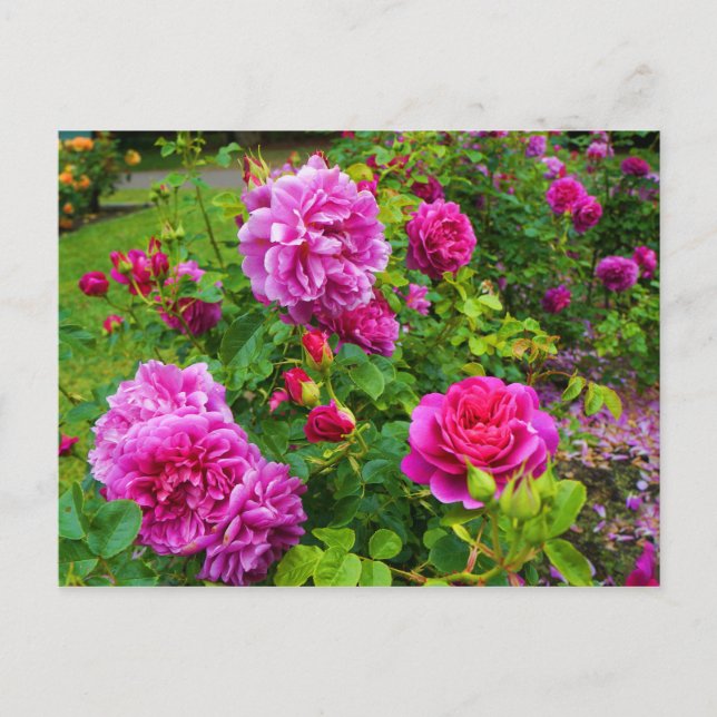 Princess Anne Rose #2 Postcard (Front)