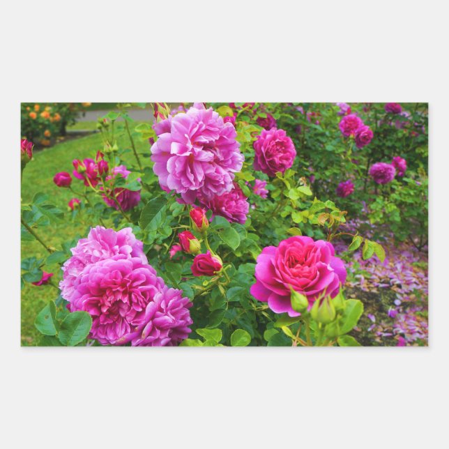 Princess Anne Rose #2 Stickers (Front)