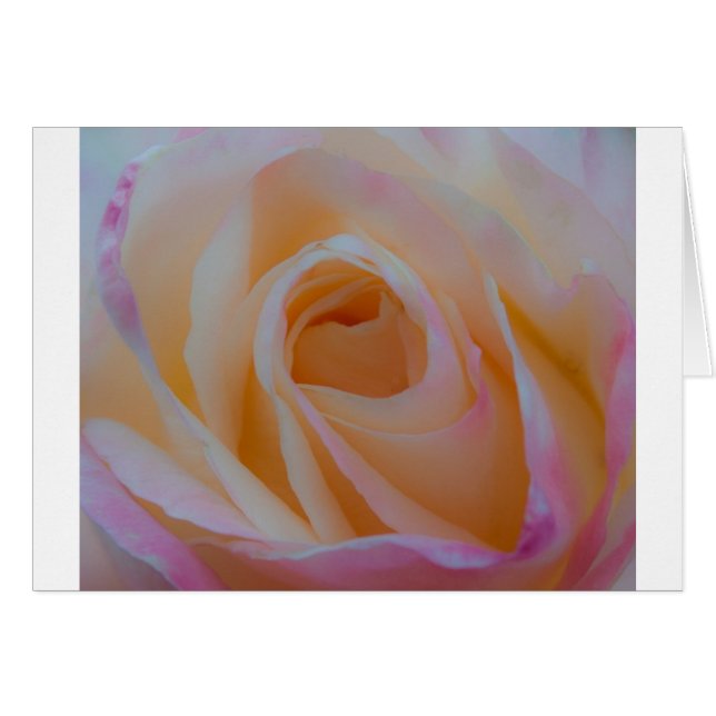 Princess Diana Rose (Front Horizontal)