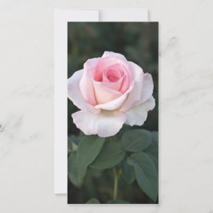 Prink Promise Rose Photo Card