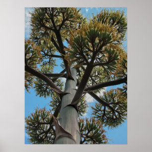 Print: Agave Poster