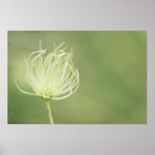 Print: Apache Plume Poster