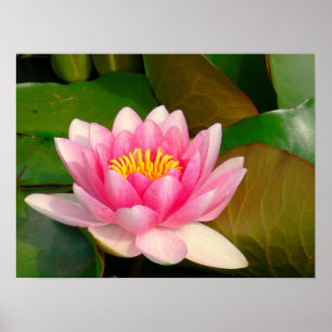 PRINT, CANVAS GLOSS, PHOTOGRAPHY, LOTUS BLOSSOM POSTER