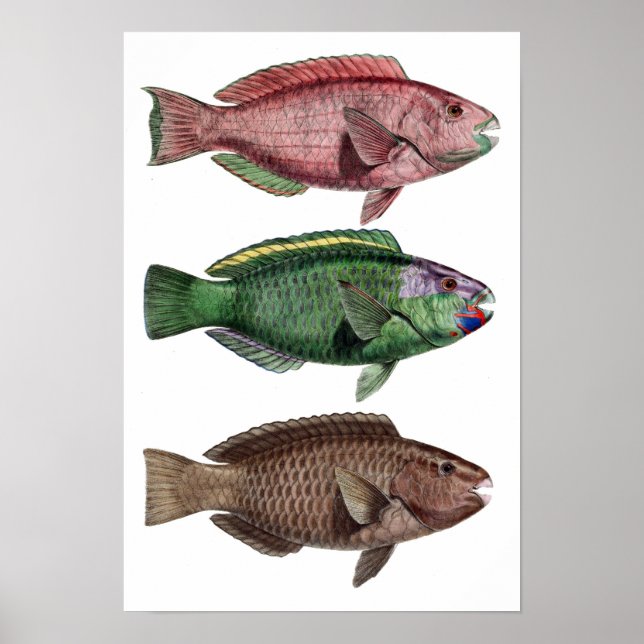 Print "Chlorurus Troschelii" (Front)