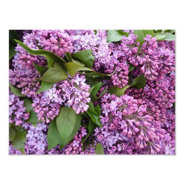 PRINT - Lilacs in Spring - France (Front)