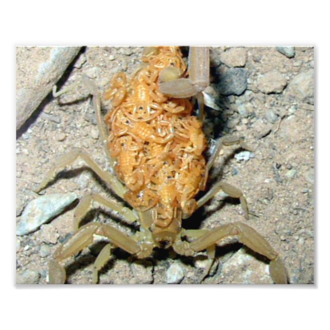 Print Photo Arizona Bark Scorpion with Babies (Front)