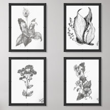 Print Set Selection of Four Botanical Drawings 