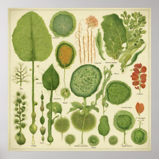 Print, Value Poster Paper (Matte)