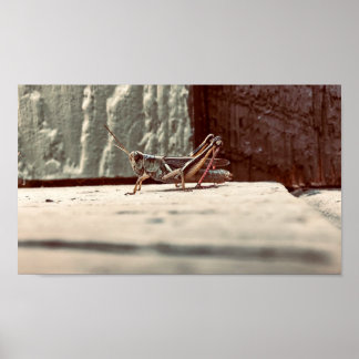 Print, Value Poster Paper (Matte)