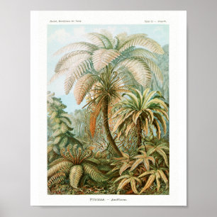 Print, Value Poster Paper (Matte)