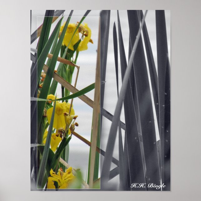 PRINT - Yellow Wildflowers (Front)