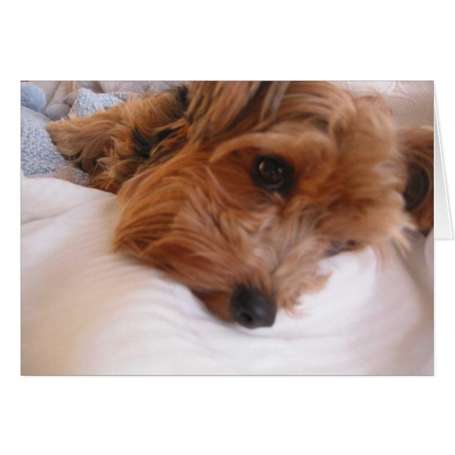 Priscilla (Front Horizontal)