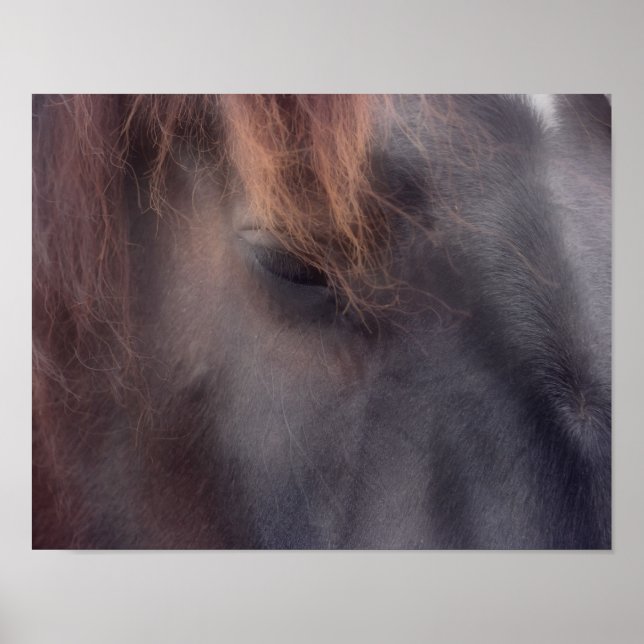 Private Thoughts Horse Eye Poster (Front)