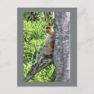 Proboscis Monkey Postcard