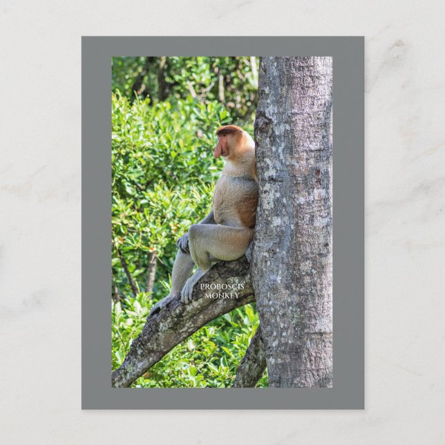 Proboscis Monkey Postcard (Front)