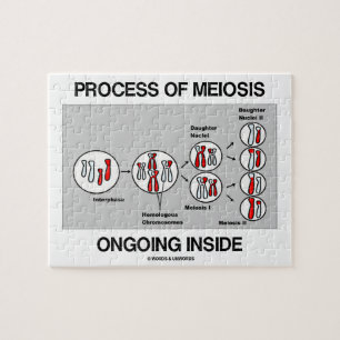 Process Of Meiosis Ongoing Inside Jigsaw Puzzle