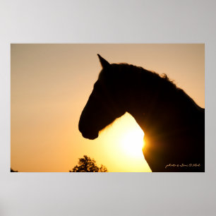 Profile of a Belgian Draft Horse Poster