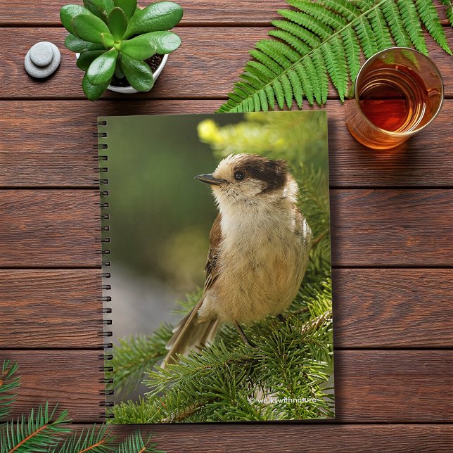 Profile of a Cute Grey Jay / Whiskeyjack Notebook (Cute Grey Jay in the Fir Journal Cover Photo)