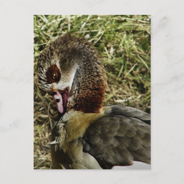 profile of a egyptian goose postcard (Front)