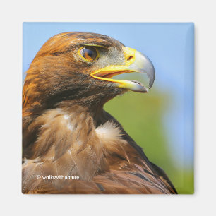 Profile of a Golden Eagle in the Summer Sun Magnet