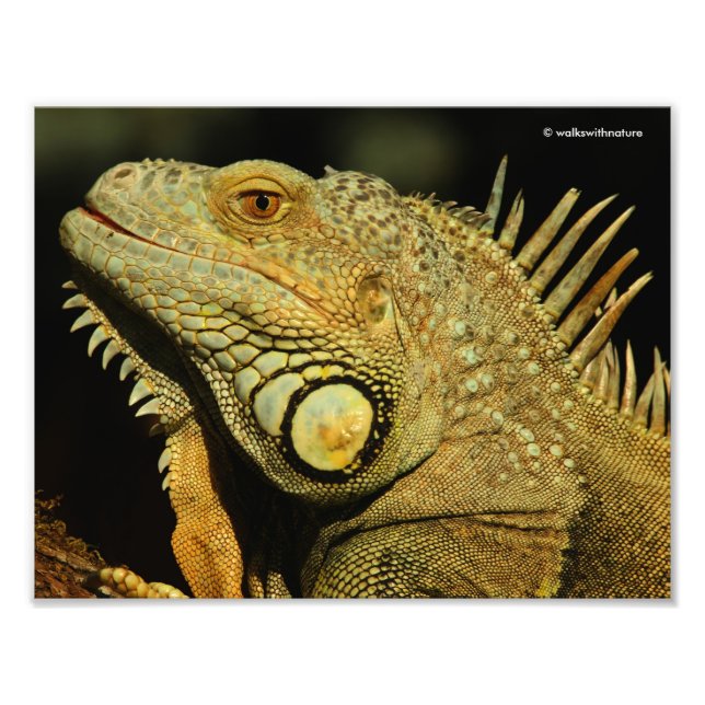 Profile of a Green Iguana Photo Print (Front)