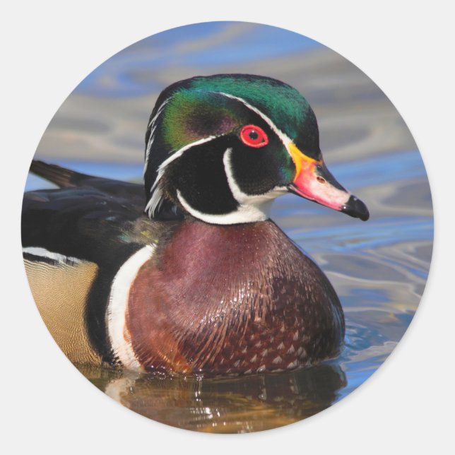 Profile of a Handsome Wood Duck on the Water Classic Round Sticker (Front)