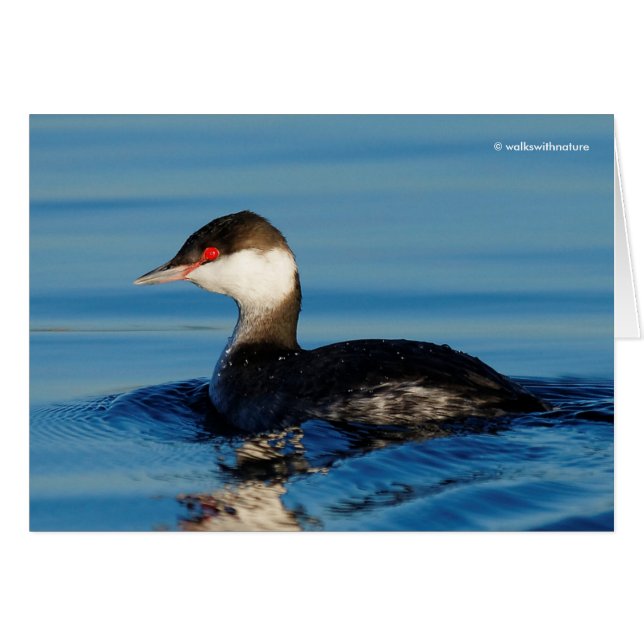 Profile of a Horned Grebe (Front Horizontal)