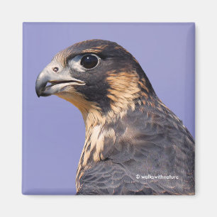 Profile of a Juvenile Peregrine Falcon Magnet