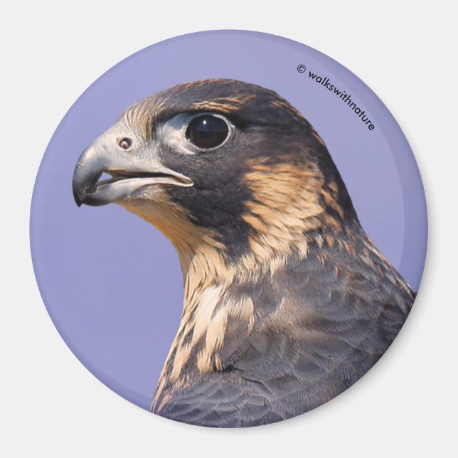 Profile of a Juvenile Peregrine Falcon Magnet (Front)