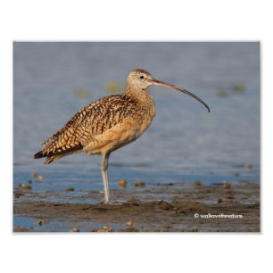 Profile of a Long-Billed Curlew Photo Print