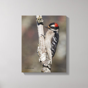Profile of a Male Downy Woodpecker Canvas Print