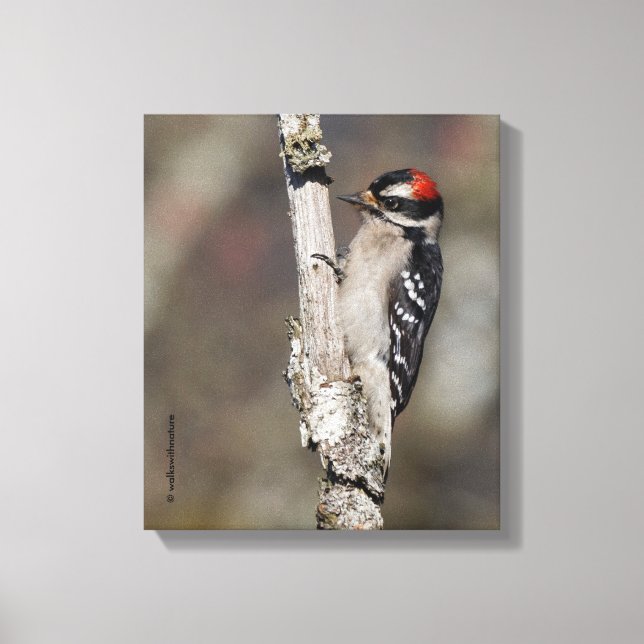 Profile of a Male Downy Woodpecker Canvas Print (Front)