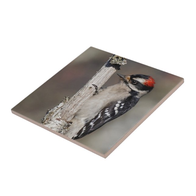 Profile of a Male Downy Woodpecker Tile (Side)