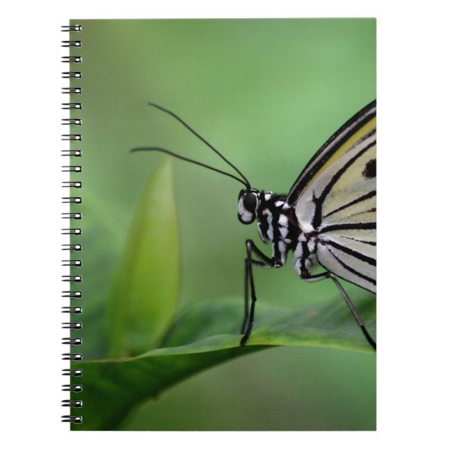 Profile of A paper kite Spiral Notebook (Front)