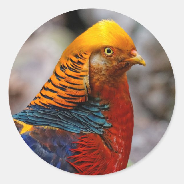 Profile of a Red Golden Pheasant Classic Round Sticker (Front)