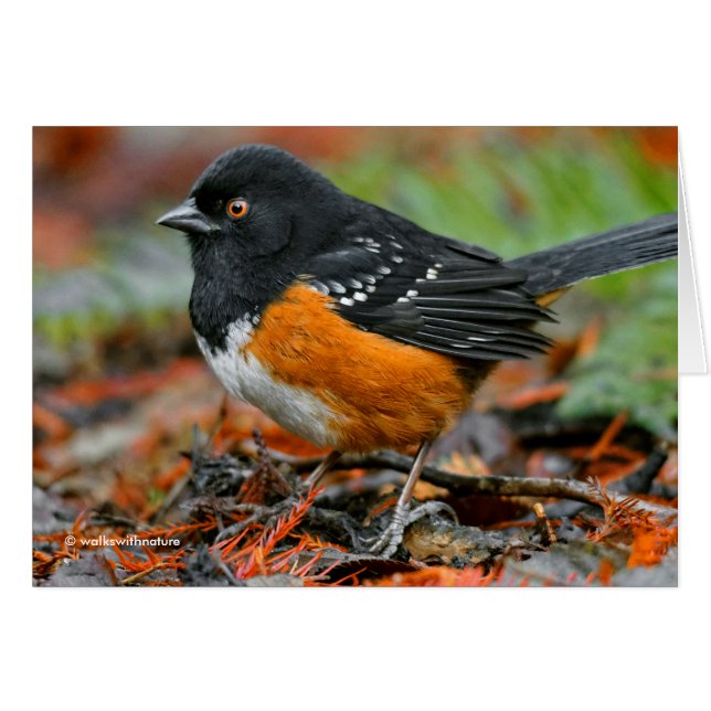 Profile of a Spotted Towhee (Front Horizontal)