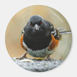 Profile of a Spotted Towhee Magnet
