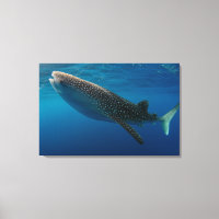 Profile of a whale shark, Indonesia