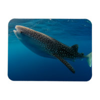 Profile of a whale shark, Indonesia