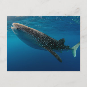 Profile of a whale shark, Indonesia Postcard