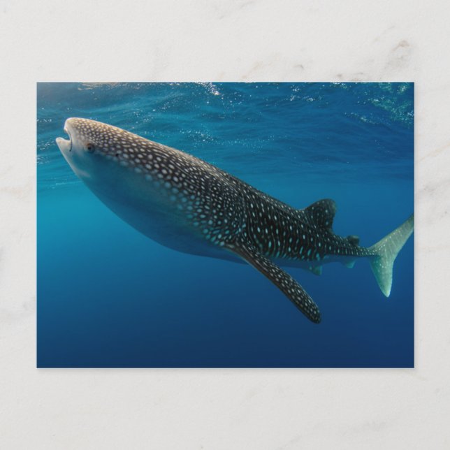 Profile of a whale shark, Indonesia Postcard (Front)