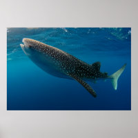 Profile of a whale shark, Indonesia