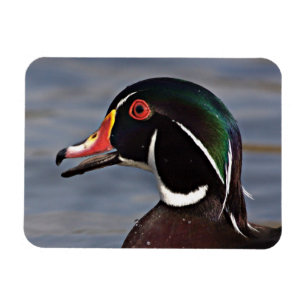 Profile of A Wood duck Magnet